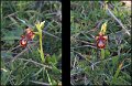 C (37) Mirror Orchid (Ophrys speculum)